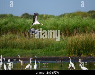 Wood Stork (Mycteria americana) flying over marsh. Brazoria National Wildlife Refuge. Houston, Texas, USA. Stock Photo