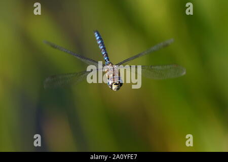 Male Migrant Hawker Stock Photo