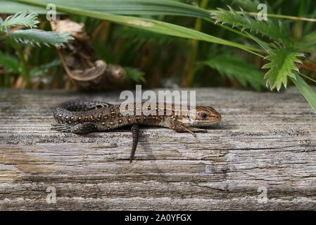 Common Lizard basking on timber