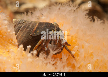 Hermit crab on dead man's finger (alcyonium digitatum), Loch Fyne, Scotland, UK. Stock Photo
