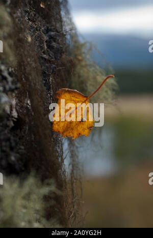 Silver birch leaf (betula pendula), lichen, tree trunk, highlands, Scotland Stock Photo