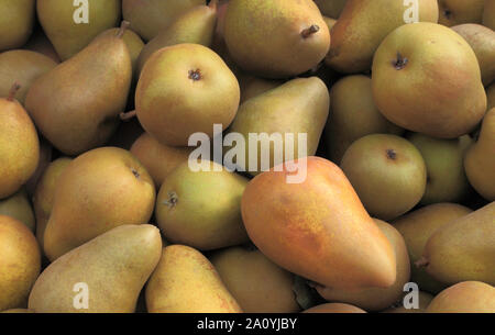 Pear 'Beurre Hardy', pears, healthy eating, Pyrus Communis Stock Photo