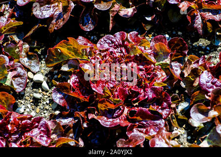 Curled lettuce ready for harvest in the vegetable patch, Lactuca sativa var. Crispa Stock Photo