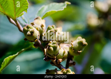 Fruits of Chinese Witch Hazel, Hamamelis mollis Stock Photo