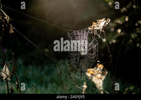 A large spider's web covered in dew drops taken on a misty autumn morning in Yorkshire, England. Stock Photo