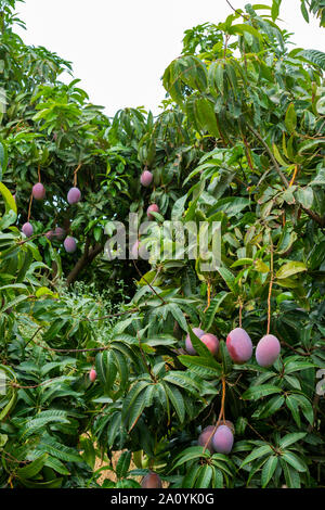 Cultivation of exotic sweet fruit mango in subtropical Malaga-Granada tropical coast region, Andalusia, Spain, ripe big mango fruits in tree Stock Photo