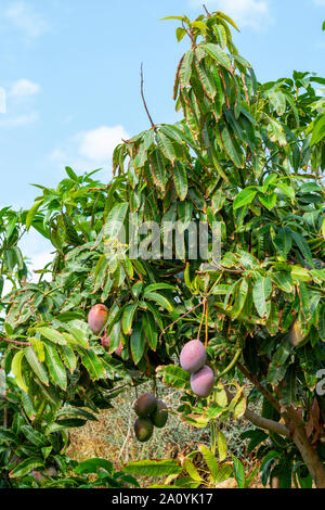 Cultivation of exotic sweet fruit mango in subtropical Malaga-Granada tropical coast region, Andalusia, Spain, ripe big mango fruits in tree Stock Photo
