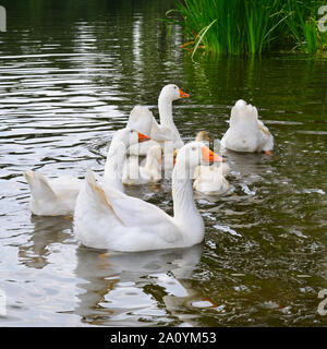 a flock of white geese floats in the lake water Stock Photo