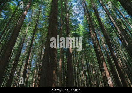 Whakarewarewa Redwood Forest in Rotorua. Stock Photo