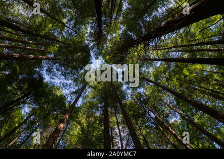 Whakarewarewa Redwood Forest in Rotorua converging tree trunks and foliage from low point of view. Stock Photo
