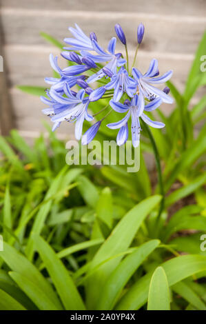 Agapanthus Headbourne Hybrid breaking into flower.  Large flower head with blue flowers Perennial evergreen and fully hardy Stock Photo