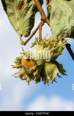Hazelnuts on the tree. Suffolk, UK. Stock Photo