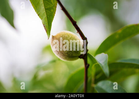 Closeup of young almond on a branch full of leaves. Bokeh background. Image Stock Photo