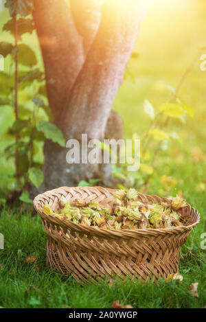 wicker basket full of freshly picked hazelnuts on the meadow . Stock Photo