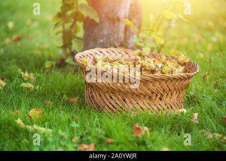 wicker basket full of freshly picked hazelnuts on the meadow . Stock Photo