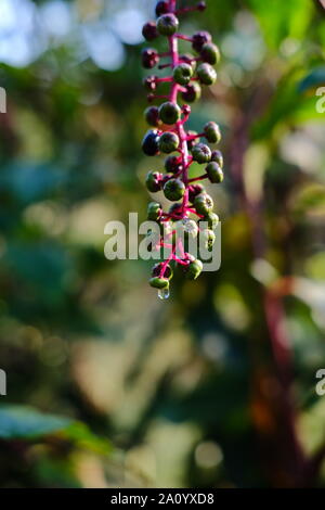 Morning Dew on Berries Stock Photo