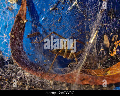Grass spider (Agelenopsis spp.) doing some web housekeeping. Against the blue background of a metal bollard on the dock at Dow's Lake. Ottawa, ON. Stock Photo