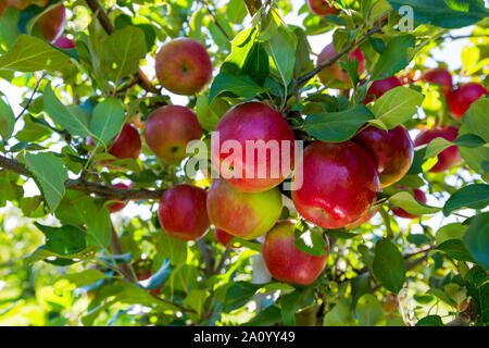 Apples hanging on branches, ready to pick. Stock Photo