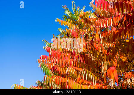 Autumn red and yellow colors of the Rhus typhina, Staghorn sumac, leaves of sumac on blue sky Stock Photo