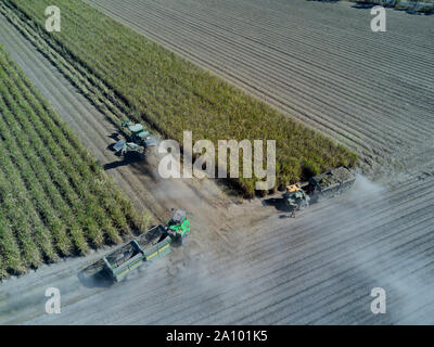 A tracked combine harvester harvesting sugarcane in very dusty conditions Bundaberg Queensland Australia Stock Photo