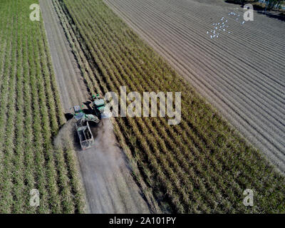 A tracked combine harvester harvesting sugarcane in very dusty conditions Bundaberg Queensland Australia Stock Photo