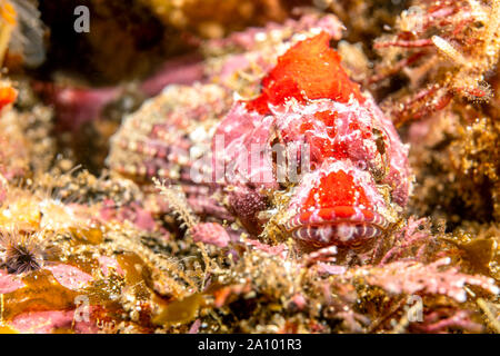 A red mottled coralline sculpin, approximately 3 inches in length, rests motionless on a California Channel Islands reef.  They blend in with their ha Stock Photo