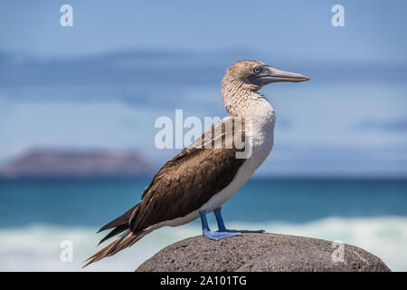 Galapagos Blue footed Booby - Iconic and famous galapagos animals and wildlife. Blue-footed boobies are native to the Galapagos Islands, Ecuador, South America. Stock Photo