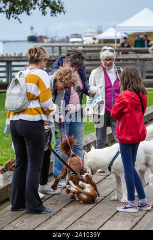 Dog owners and their pets along the Steveston waterfront in British Columbia Stock Photo