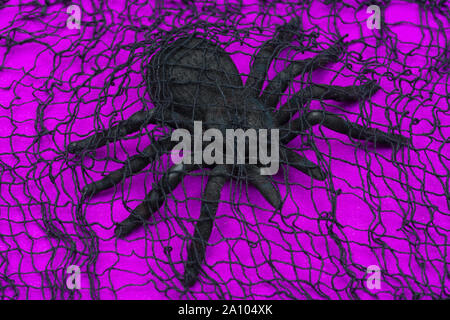 Black toy Spider on bright purple background, covered with creepy black cotton web cloth. Halloween Holiday decoration concept. Stock Photo