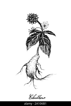 Herbal and Plant, Hand Drawn Illustration of Eleutherococcus Senticosus, Eleuthero or Siberian Ginseng Plants, Used for A Dietary Supplement and Cosme Stock Vector