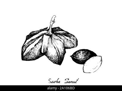 Nut and Bean, Illustration of Hand Drawn Sketch Fresh Plukenetia Volubilis, Sacha Peanut or Inca Nuts. Good Source of Omega Fatty Acids . Stock Vector