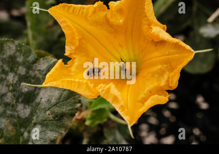 Two bees trying to pollinate the yellow flower of a pumpkin. The body of one of the bees with has yellow pollen grains. Stock Photo