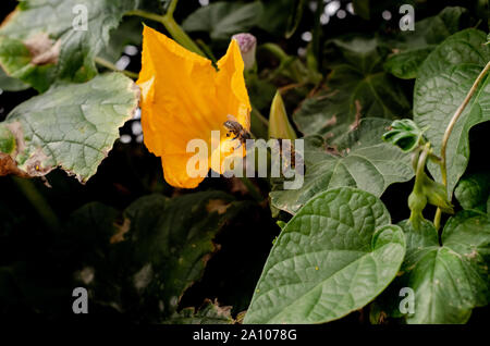 Two bees trying to pollinate the yellow flower of a pumpkin, one of them is flying in front of the other, which is perched on the petal Stock Photo