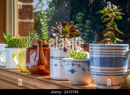 House plants grown in recycled mugs, tea cups, sugar bowl and tea pot displayed in sunny window, recycle, reuse, upcycle for sustainable living and ga Stock Photo