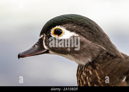 A young female Wood Duck. Around Lac Boivin (lake) Quebec, Canada. From the area of Centre d'Interpretation de la Nature du Lac Boivin. Stock Photo