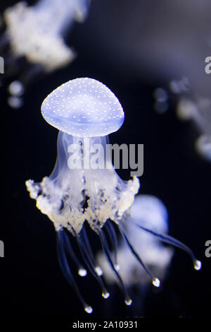 White-spotted jellyfish (Phyllorhiza punctata), also known as floating bell or Australian spotted jellyfish. In some areas it is considered invasive. Stock Photo
