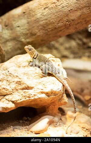 A female Eastern collared lizard (Crotaphytus collaris), sunning on a rock. Collared lizards are native to the south-central United States and Mexico. Stock Photo