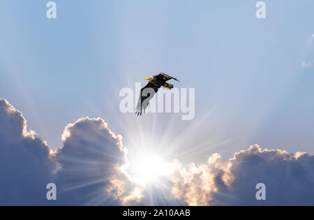 Majestic Bald Eagle Flying over sunbeams coming through the clouds Stock Photo