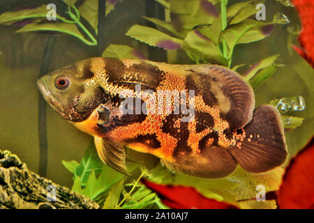 Tiger Oscar fish (Astronotus ocellatus) swimming in an aquarium. These creatures are natural predators native to the Amazon River and are kept as pets. Stock Photo