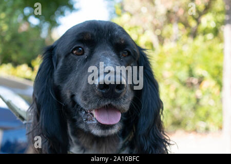 A dog poses for a photo in San Rafael, CA. Stock Photo