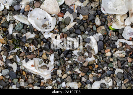 Rock and shell on the ground Stock Photo