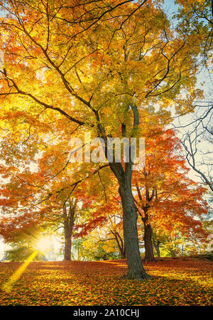 Colorful autumn foliage trees at a park in New England. Maple tree leaves forming a beautiful golden blanket at sunset. Stock Photo
