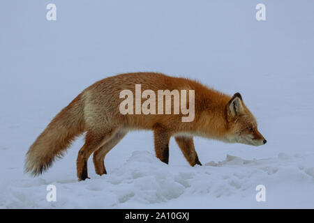 Ezo red fox against snow background, Hokkaido Japan Stock Photo