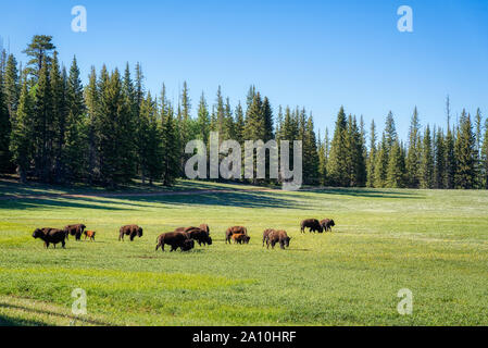 Bison grazing near the North Rim of the Grand Canyon, Arizona Stock Photo
