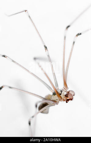 Pholcidae, Pholcus phalangioides, macro of cellar spider, daddy longlegs spider or skull spider against white background Stock Photo