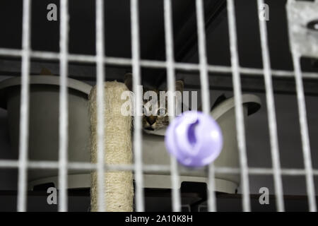 Cat locked cage, animal abuse and loneliness, pets Stock Photo