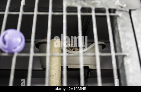 Cat locked cage, animal abuse and loneliness, pets Stock Photo