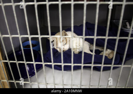 Cat locked cage, animal abuse and loneliness, pets Stock Photo