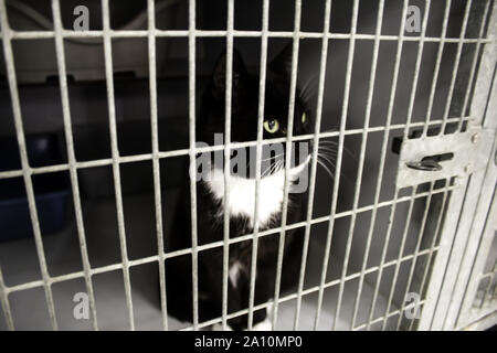 Cat locked cage, animal abuse and loneliness, pets Stock Photo