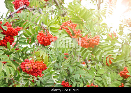 Bunches of ripe red-orange rowan berries. Autumn time. Stock Photo